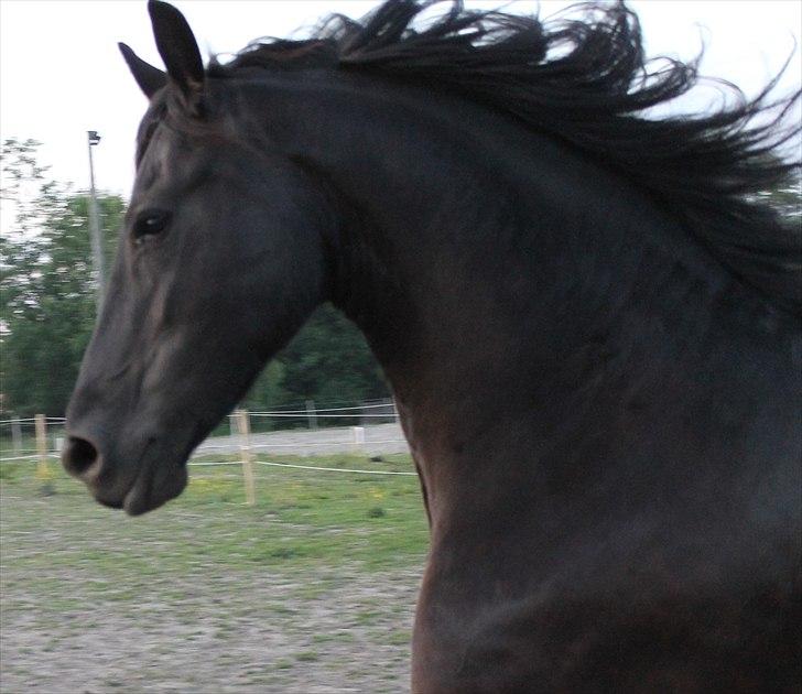 Frieser Linda A billede 3