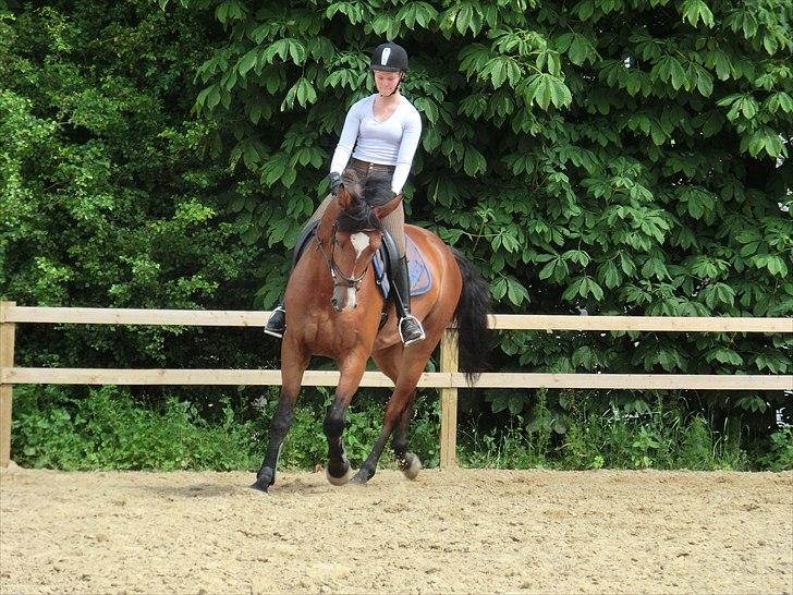 Dansk Varmblod Atlético - Første gang vi fik undervisning af Henning.

Fotograf: lillesøster <3 billede 15