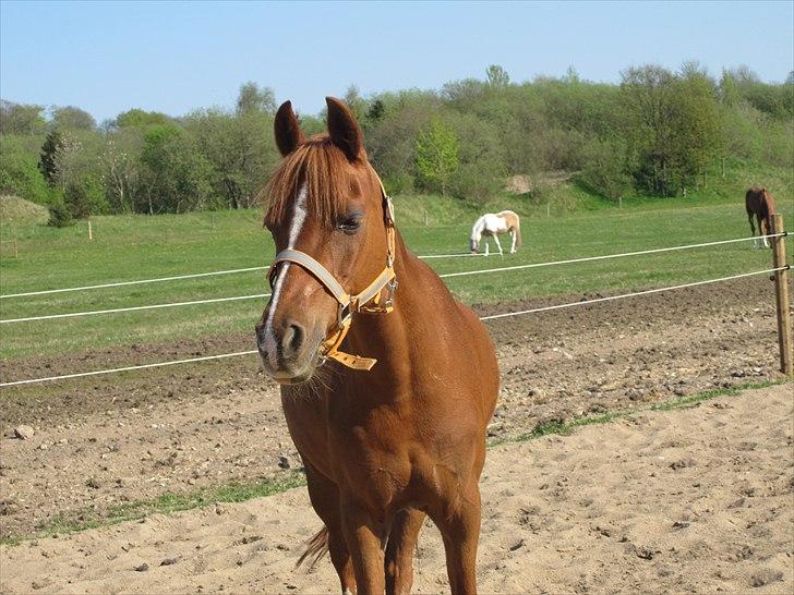 DSP Daisy<'3 |MIN ENGEL| - Daisy, dengang mig og Daisy, Kathrine og Chila var ude ved Christina og Dixie:) Det var bare super hyggeligt !! ;) ♥ billede 4