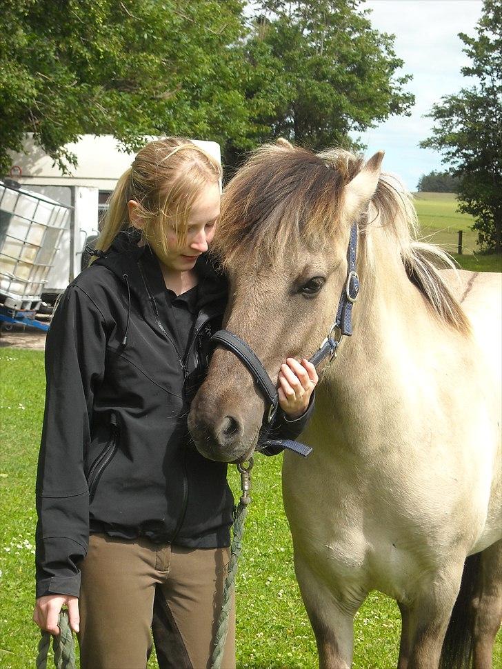 Islænder Gladur fra Gultentorp billede 9
