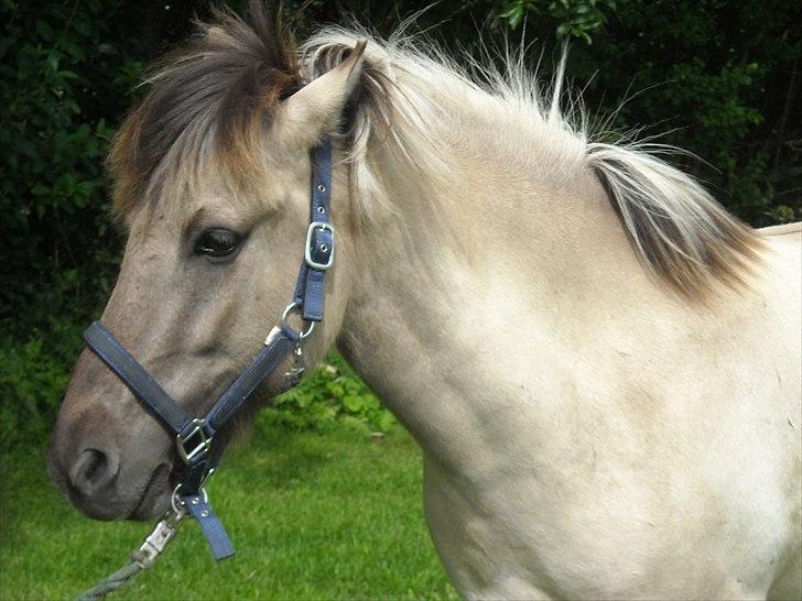 Islænder Gladur fra Gultentorp billede 10