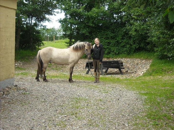 Islænder Gladur fra Gultentorp billede 11