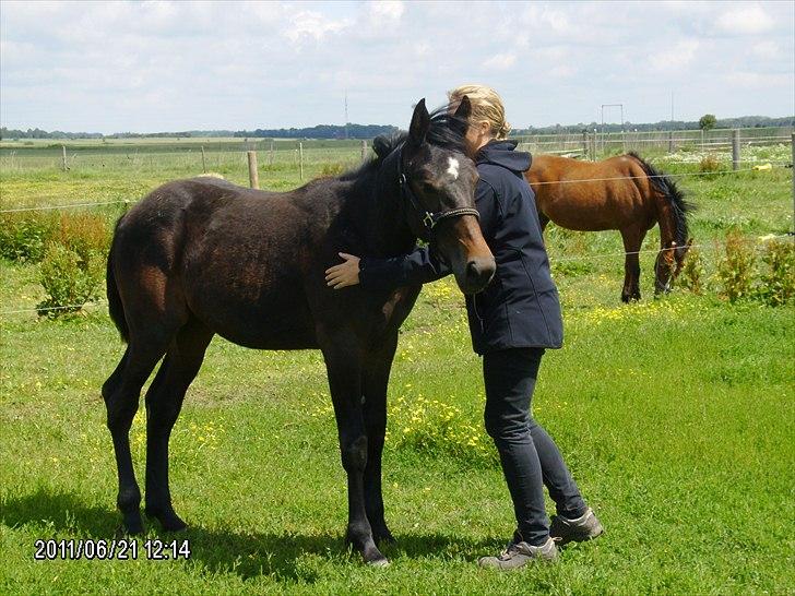 Anden særlig race Morgan - Min dejlige hingstebasse. Foto: Lis Johansen (bedste) billede 19