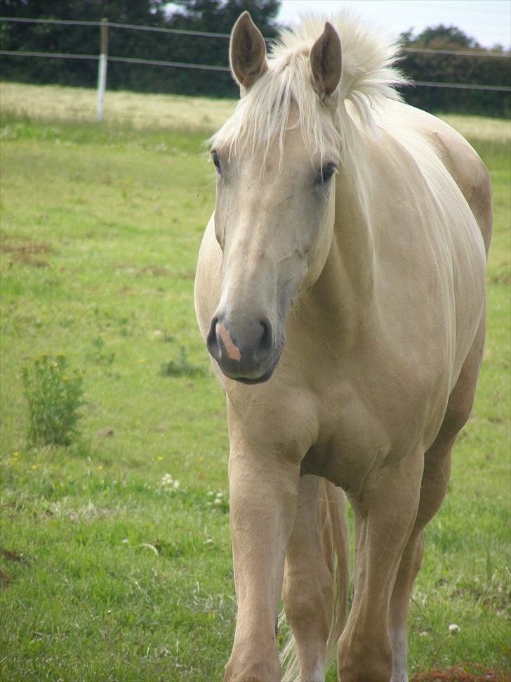 Palomino Brogaards Gold Magnum X billede 12