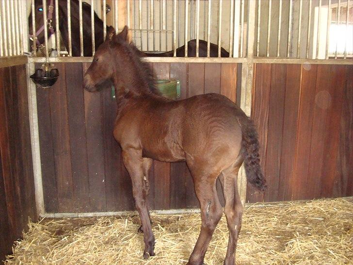 Frieser Kiaro - Moar kom nu ind i boksen igen..... jeg savner dig jo :-( billede 9