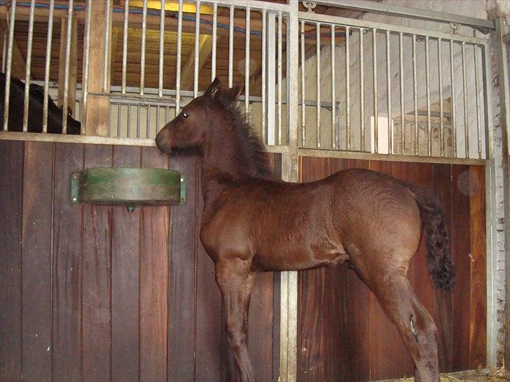 Frieser Kiaro - Såååå nu tror jeg der sker noget..... ja ja nu kommer hun juuubiiiii !!!! billede 10