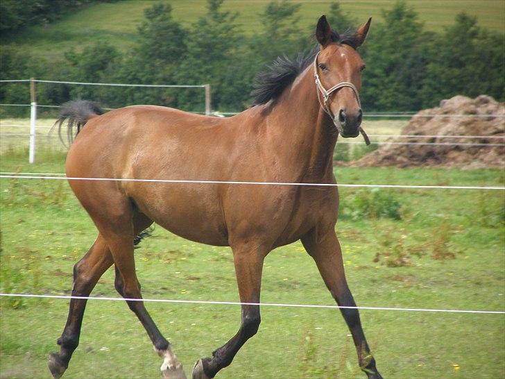 Anden særlig race Ronja  billede 19