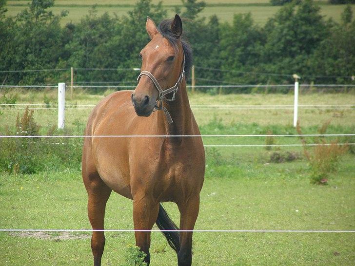 Anden særlig race Ronja  billede 20