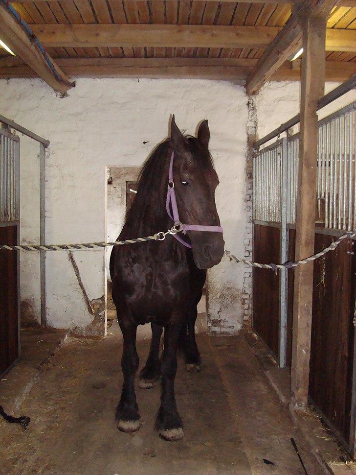 Frieser Hilda - Når hilda skal vi ud og longere dig lidt? billede 12