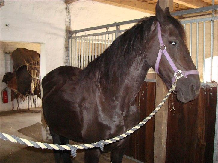 Frieser Hilda - Hilda nyder at blive nusset lidt om :-) billede 13