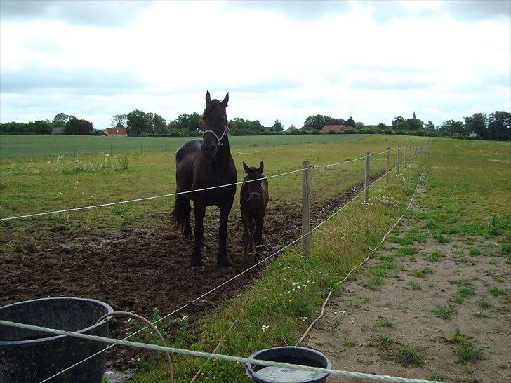 Frieser Hilda - Hilda og kiaro på folden. billede 14