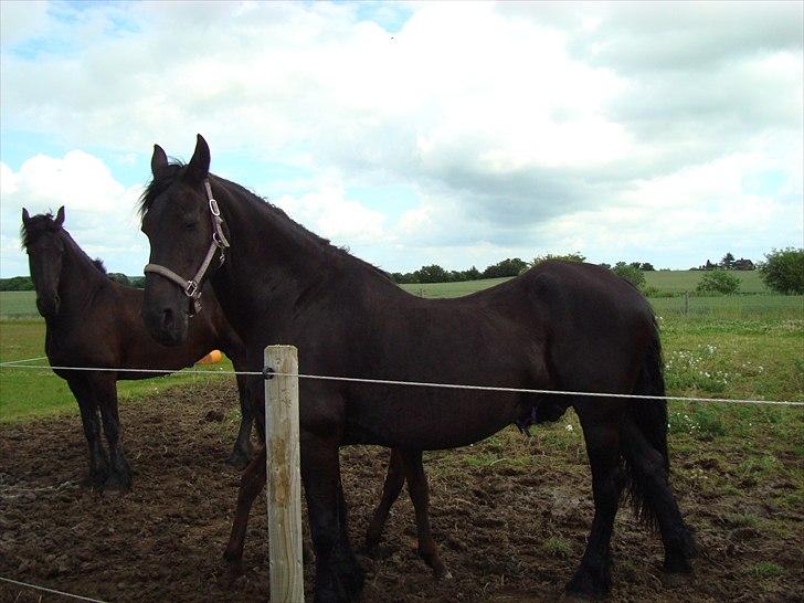 Frieser Hilda - Hilda på folden. billede 15