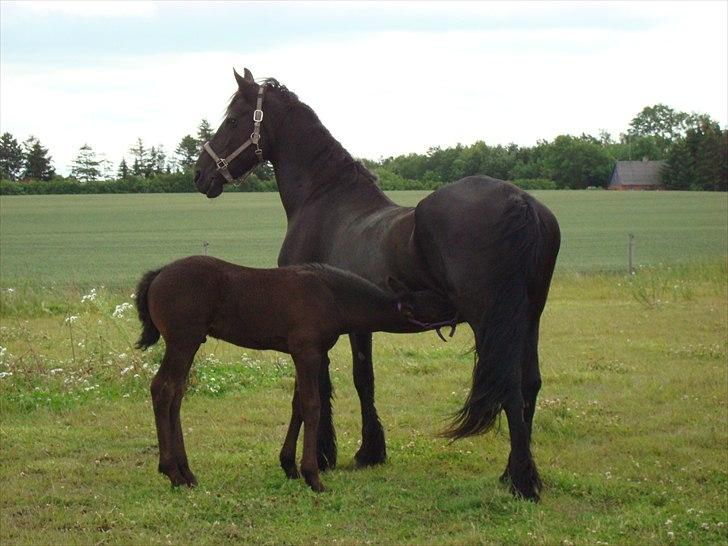 Frieser Hilda - Kiaro blev lige lidt tørstig :-) billede 16