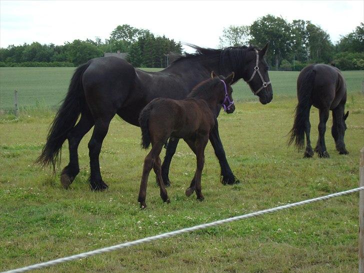 Frieser Hilda - Det gidder hilda ikke så hun går sin vej..... men kiaro følger efter :-) billede 18