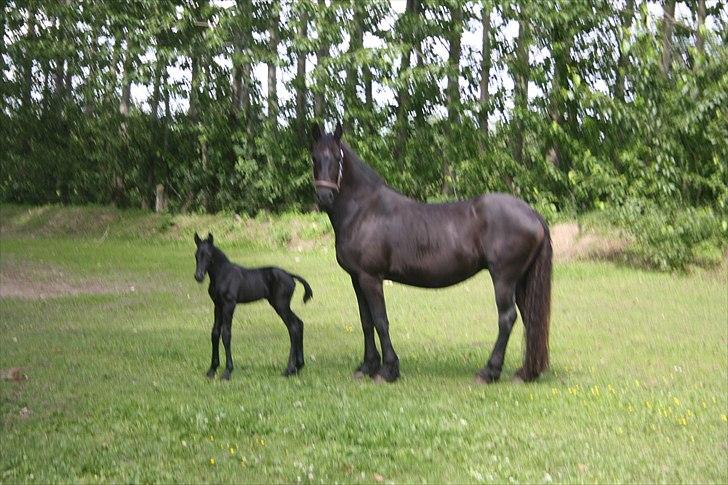 Frieser Vojenslunds Joyce (SOLGT) billede 2