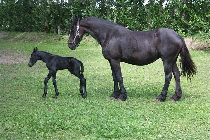 Frieser Vojenslunds Joyce (SOLGT) billede 3