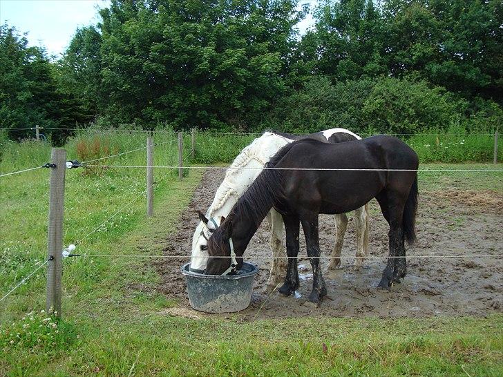 Barockpferd Ilano - Ilano og diego drikker vand..... der er 1 år i mellem dem, har på fornemmelsen at ilano bliver en stor fin dreng :-) billede 13