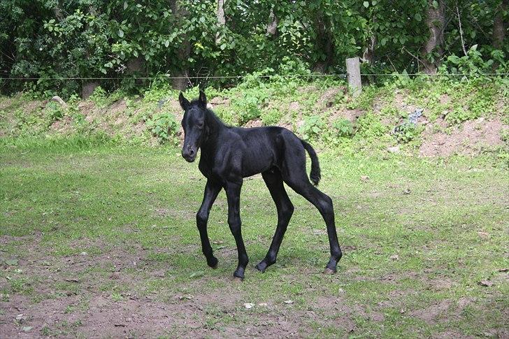 Frieser Vojenslunds Joyce (SOLGT) billede 4