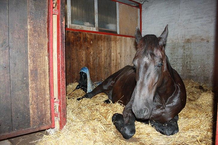 Frieser Vojenslunds Joyce (SOLGT) billede 5