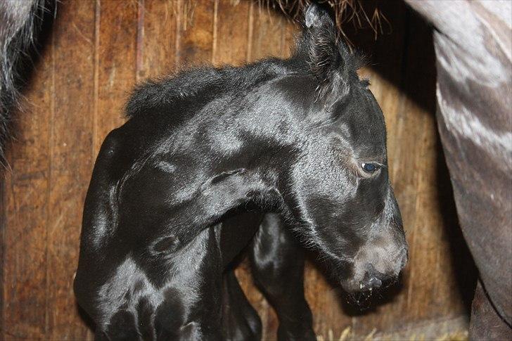 Frieser Vojenslunds Joyce (SOLGT) billede 6