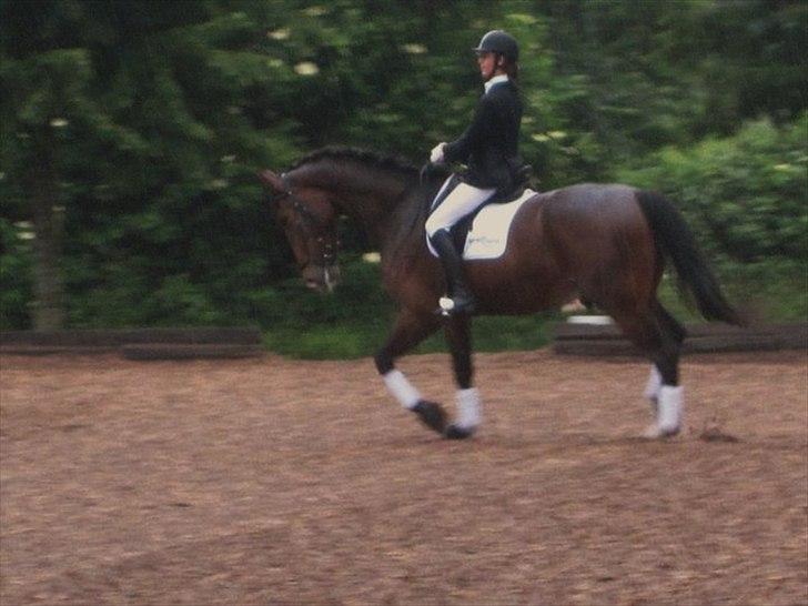 Oldenborg Miro Manifique;) Guldklumpen<3 "solgt";´( - troede aldrig jeg skulle ride på dig<3 billede 5