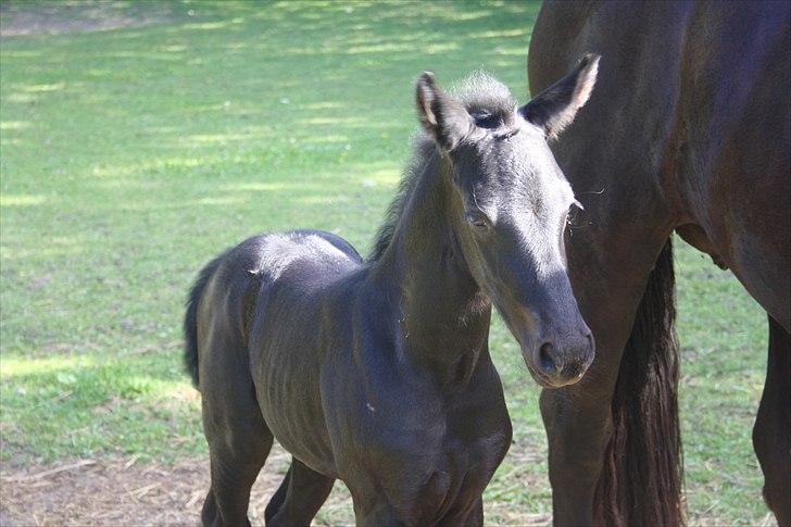 Frieser Vojenslunds Joyce (SOLGT) billede 7