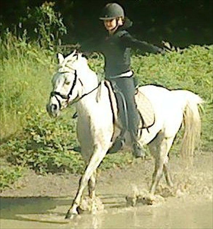 Anden særlig race Chapplin <3 Solgt :-( - Chapper og mig i parken!! hvor vi gallopere genem en vandpytte billede 19