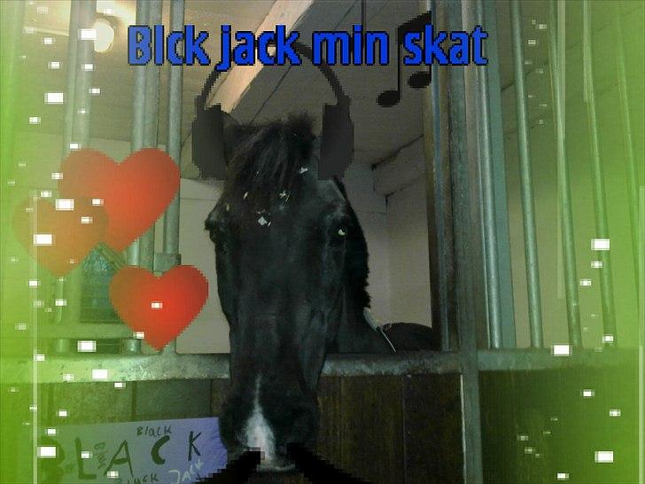 Anden særlig race Engtoft's Black Jack (solgt & savnet) - du er en stjrne billede 10