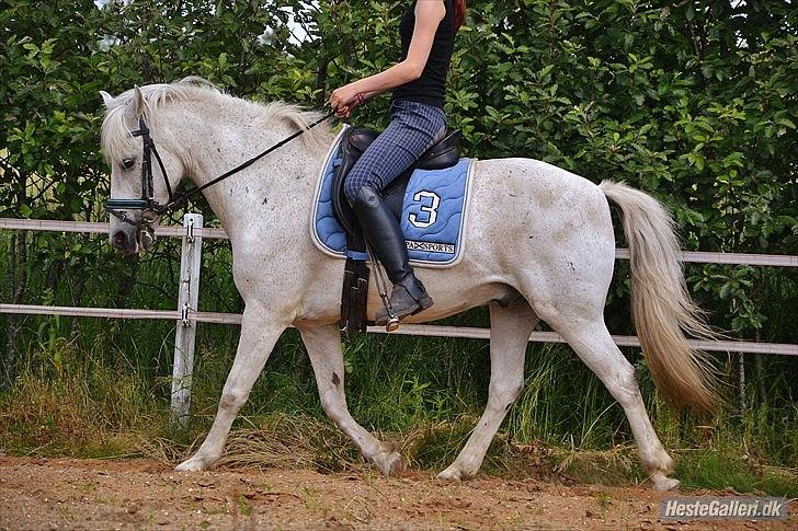 Anden særlig race Fidus SOLGT - Dressur træning hjemme (:
i år 2011.. billede 16