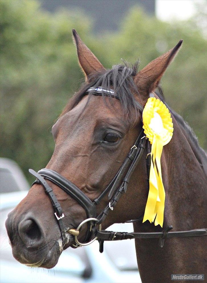 Anden særlig race Chiquita *Bananen* - Første Springrosette nogensinde :-)  billede 4