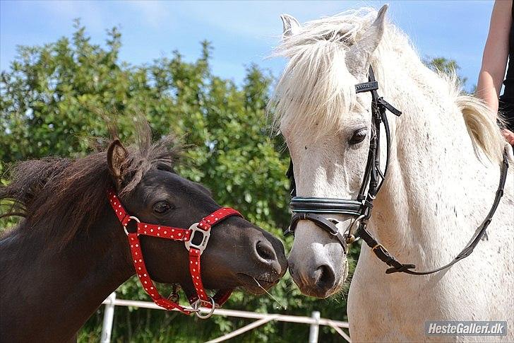 Anden særlig race Fidus SOLGT - Fidus & Hans nye kæreste Andrea i: billede 17