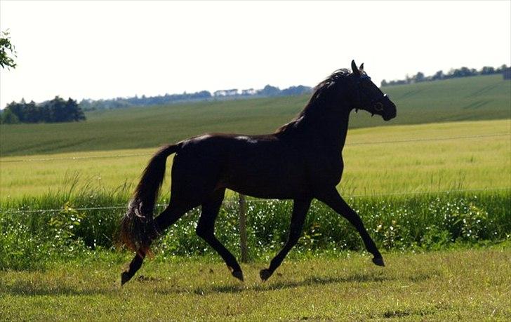 Dansk Varmblod Elmegaards Sting-Princess - En rigtig blærerøv d. 26/6 2011 - Foto: Maja Wittendorff billede 3