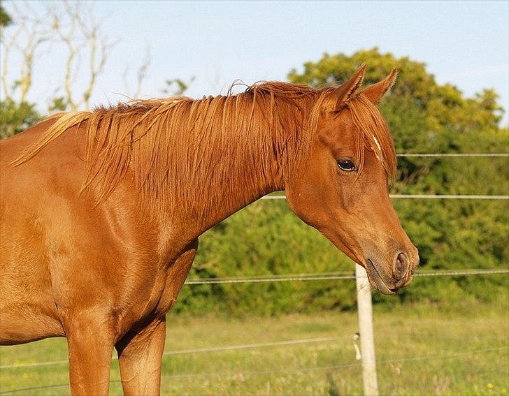 Arabisk fuldblod (OX) Tawilah el Azraff billede 16