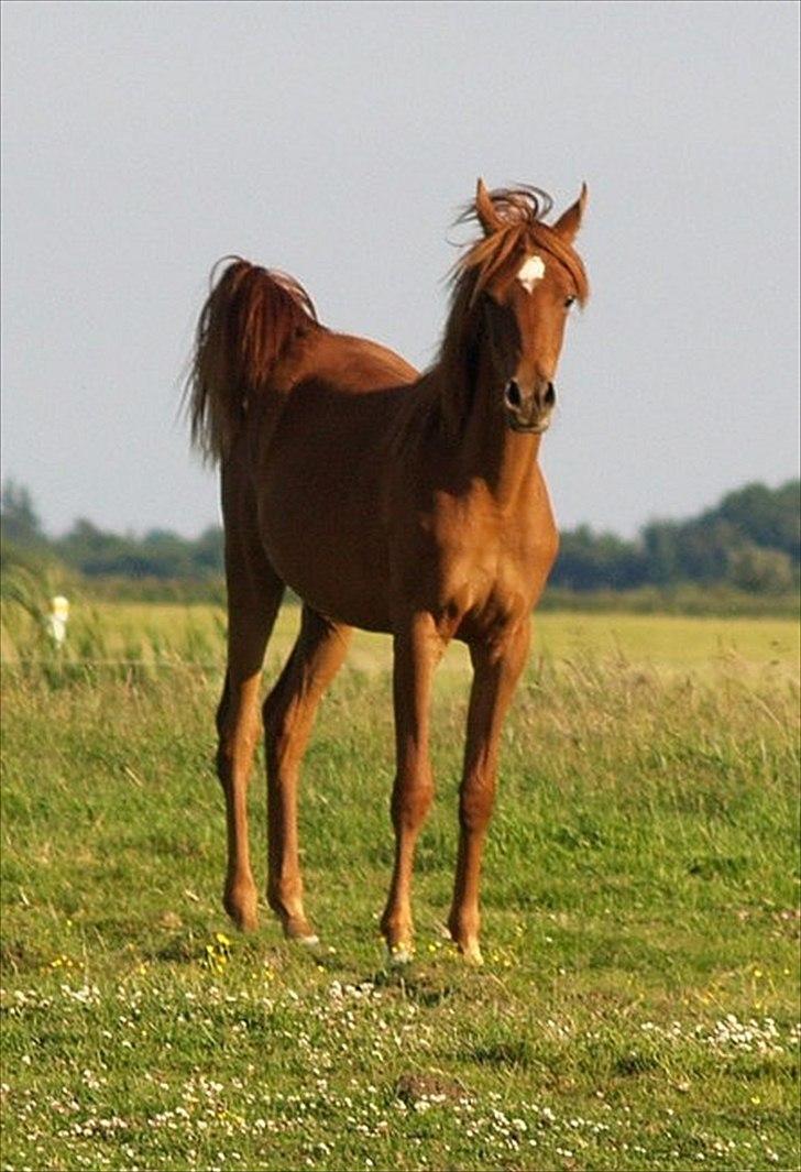 Arabisk fuldblod (OX) Tawilah el Azraff billede 17