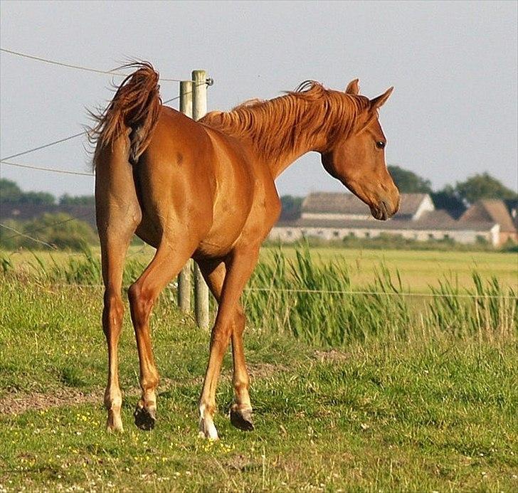 Arabisk fuldblod (OX) Tawilah el Azraff billede 18