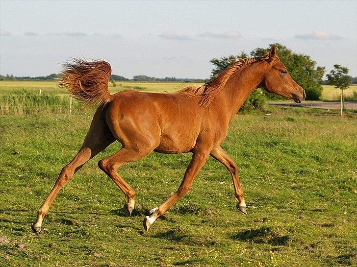 Arabisk fuldblod (OX) Tawilah el Azraff billede 19