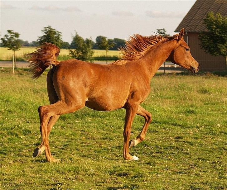 Arabisk fuldblod (OX) Tawilah el Azraff billede 20