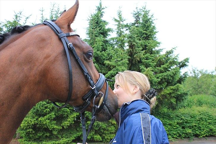 Arabisk fuldblod (OX) Al Fatah SOLGT - c-stævne i Ebberup Foto: _Kusine camilla billede 9