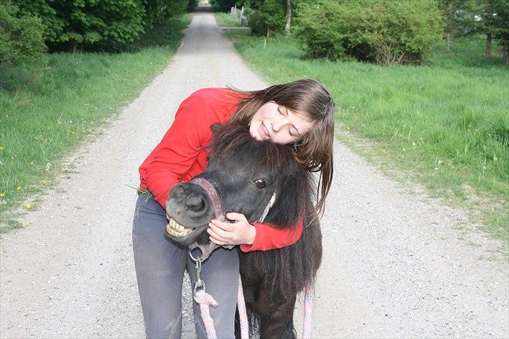 Shetlænder miss pinky - gab bæbbo<3 billede 1