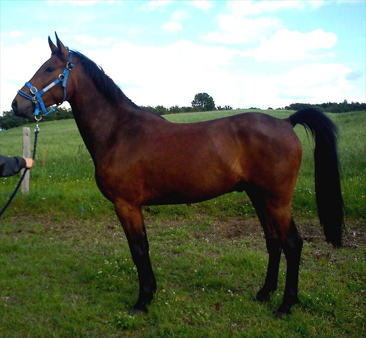 Anden særlig race Damtofts Valdemar - 26/06 11 billede 16