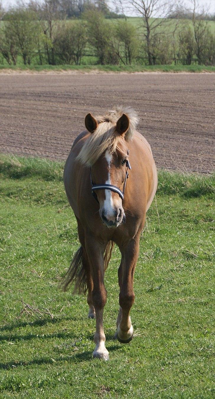 Anden særlig race Kira - 2x klubmester (solgt) billede 14