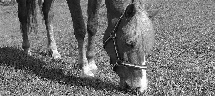 Anden særlig race Kira - 2x klubmester (solgt) billede 15