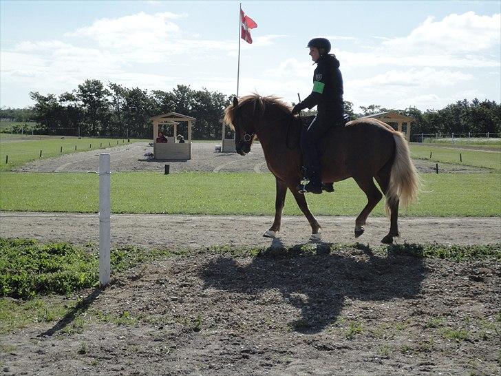 Islænder Stebbi fra Hellum billede 6