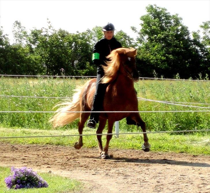 Islænder Stebbi fra Hellum billede 7