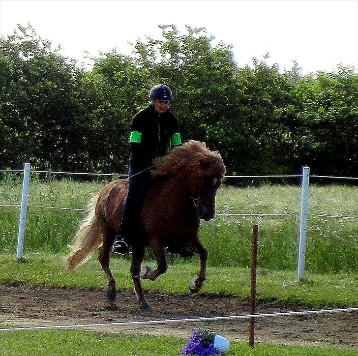 Islænder Stebbi fra Hellum billede 8