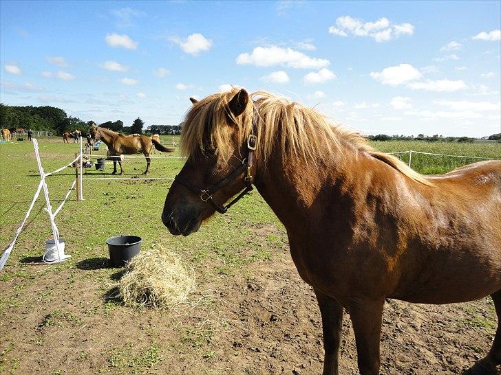 Islænder Stebbi fra Hellum billede 9