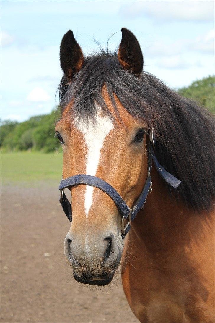 New Forest VESTERGAARDS KICK AND RUN - Foto: Mig billede 17