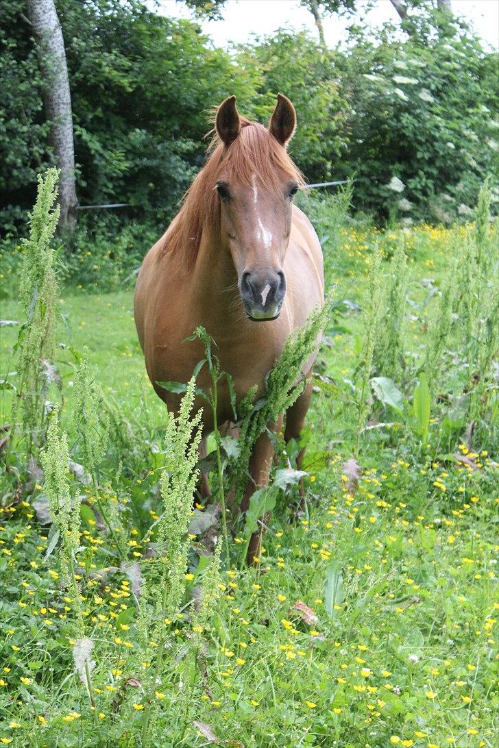 Anden særlig race BELLA <3 - Foto: Mig billede 13