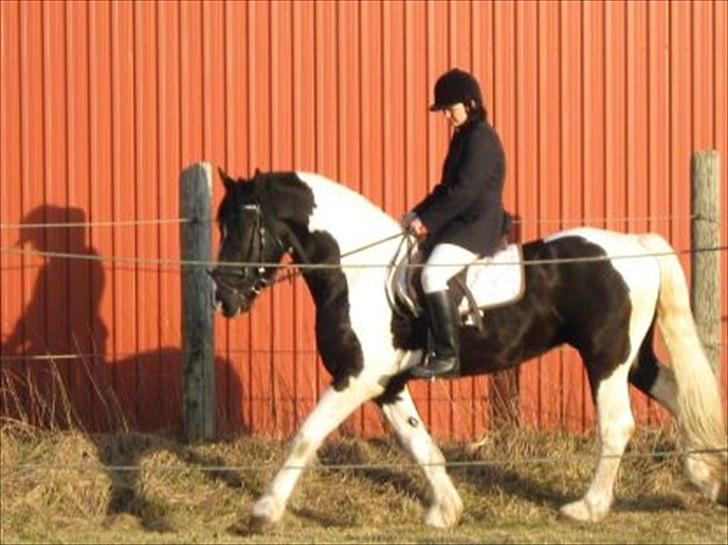 Barockpinto Moonlight shadow - Ride prøven har kun været redet i 3 uger.. billede 17