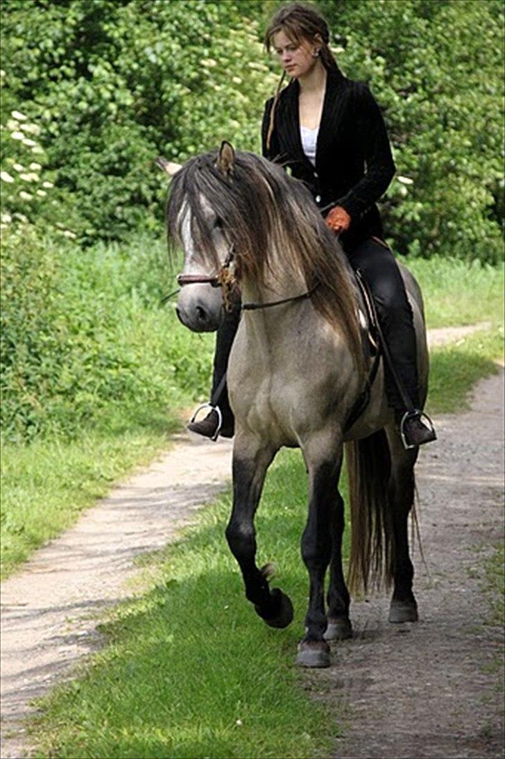 Anden særlig race chinosch (MiTho's  cosi) billede 8